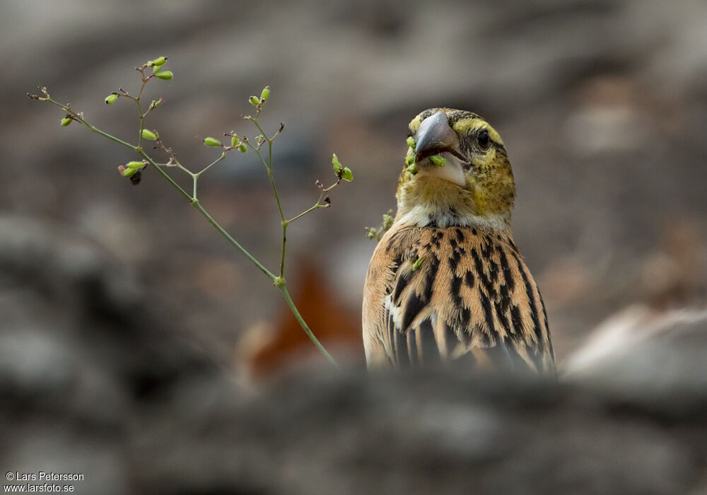 Golden-backed Bishop