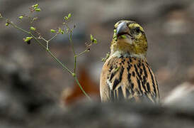 Golden-backed Bishop