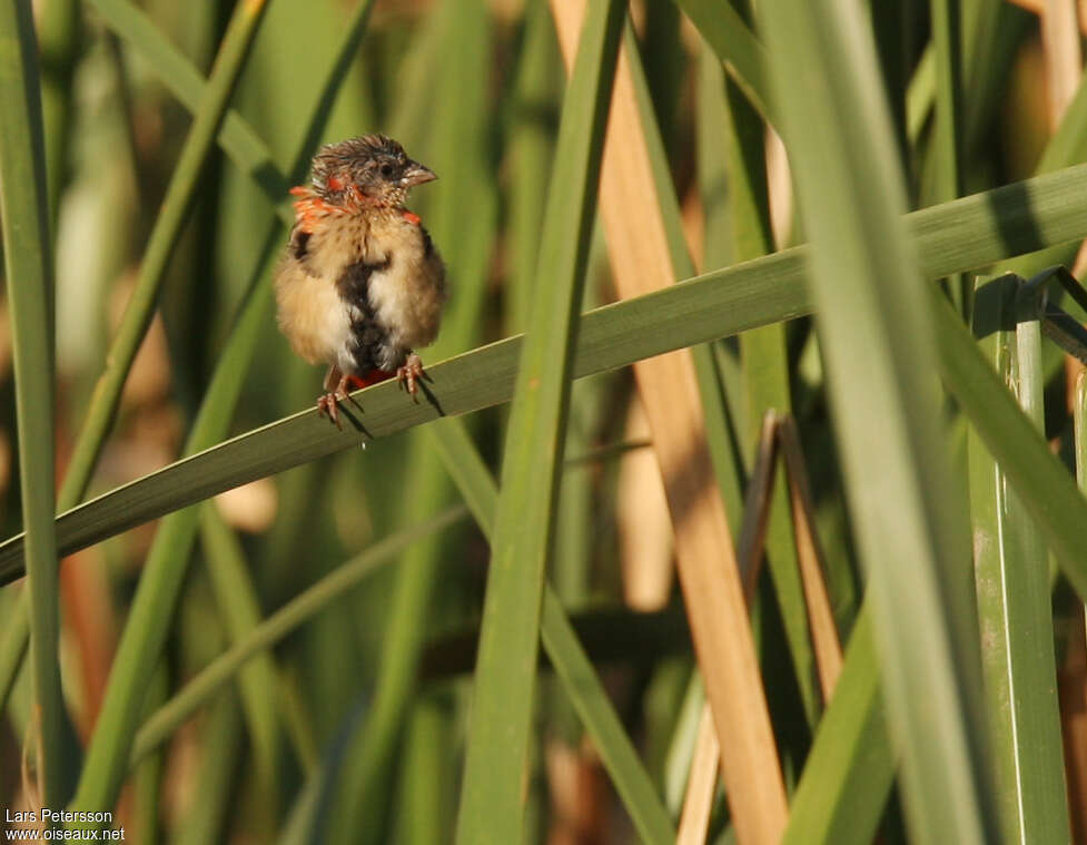 Northern Red Bishop male First year, close-up portrait