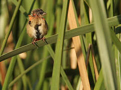 Northern Red Bishop