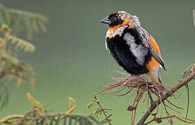 Southern Red Bishop