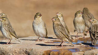 Southern Red Bishop