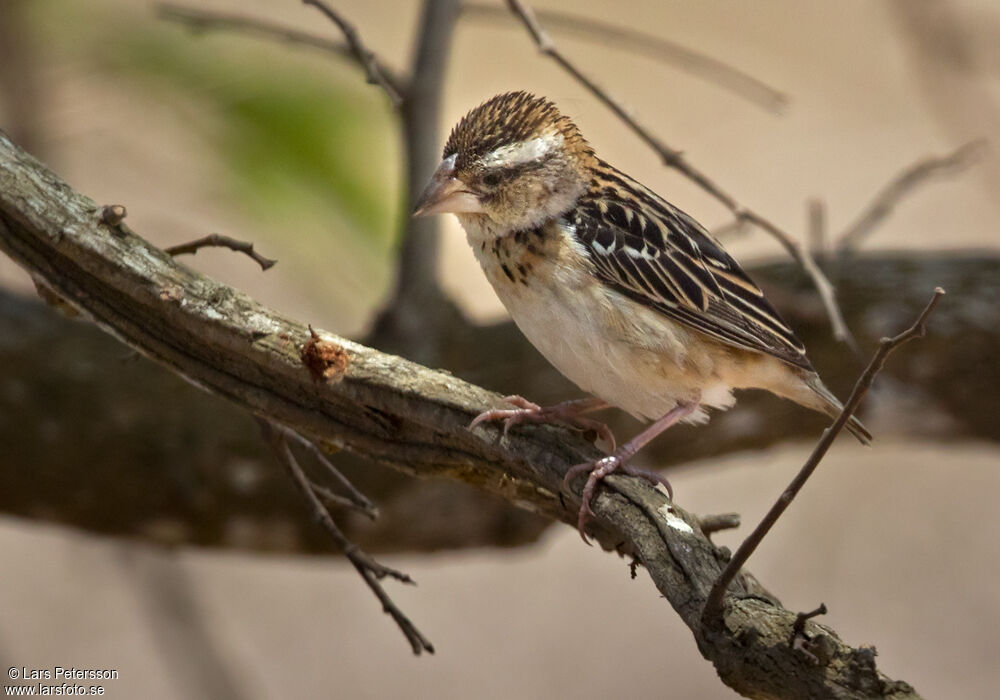 Black-winged Red Bishop