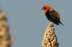 Black-winged Red Bishop