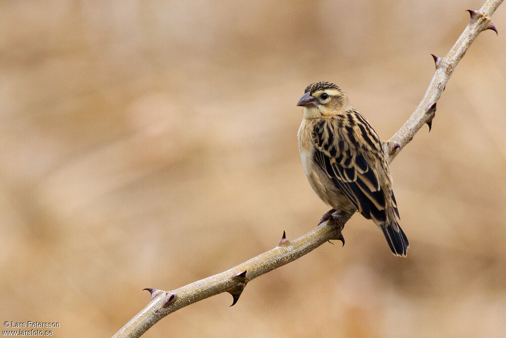 Black-winged Red Bishop