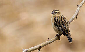 Black-winged Red Bishop