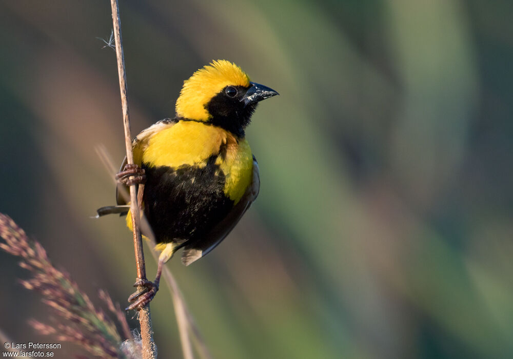 Yellow-crowned Bishop