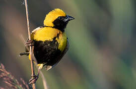 Yellow-crowned Bishop