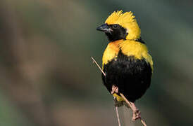 Yellow-crowned Bishop