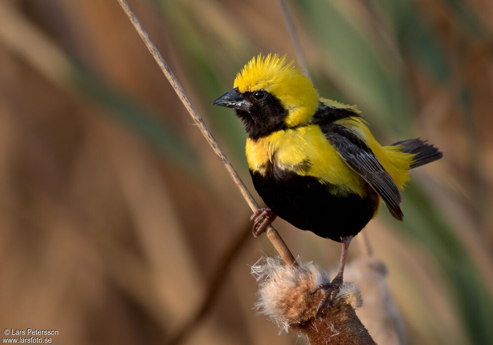 Yellow-crowned Bishop