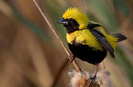 Yellow-crowned Bishop