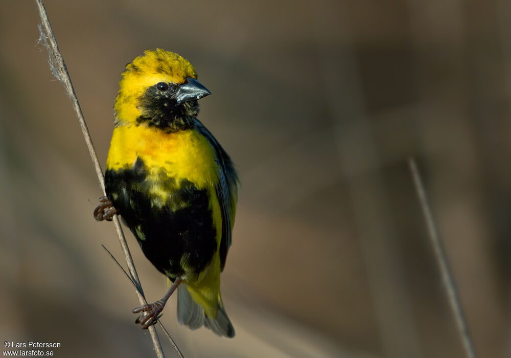 Yellow-crowned Bishop