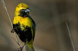 Yellow-crowned Bishop