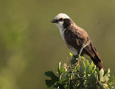 Northern White-crowned Shrike