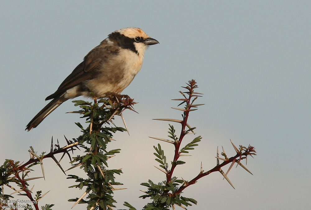 Northern White-crowned Shrike