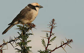 Northern White-crowned Shrike