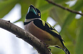 Black-and-yellow Broadbill