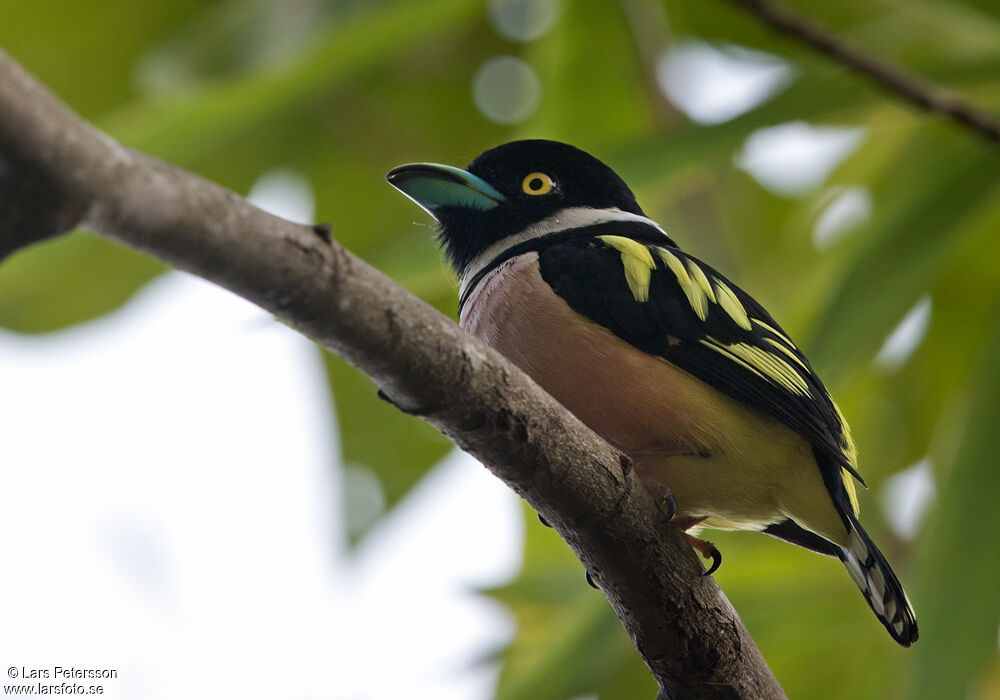 Black-and-yellow Broadbill