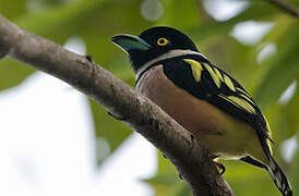 Black-and-yellow Broadbill