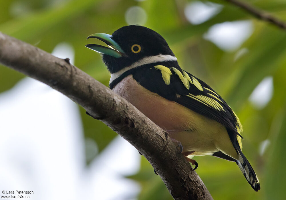 Black-and-yellow Broadbill