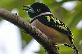 Black-and-yellow Broadbill