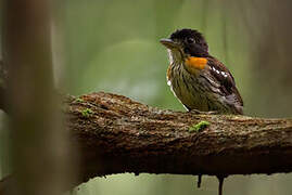 Rufous-sided Broadbill