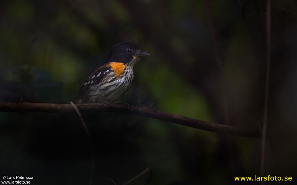 Rufous-sided Broadbill