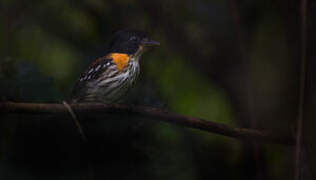 Rufous-sided Broadbill