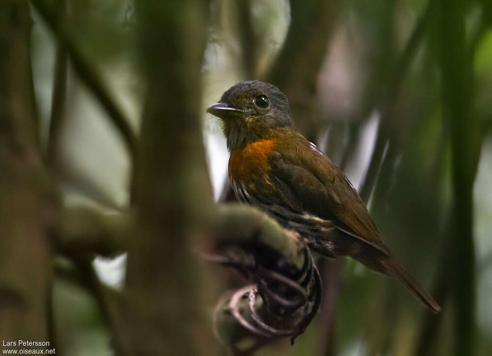 Grey-headed Broadbill male adult, identification