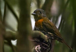 Grey-headed Broadbill