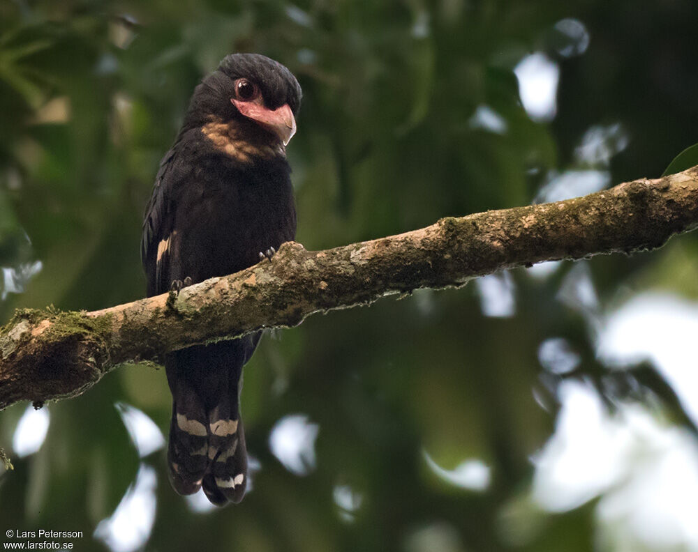 Dusky Broadbill