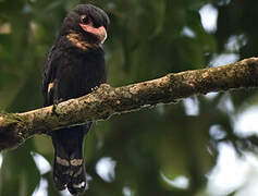 Dusky Broadbill