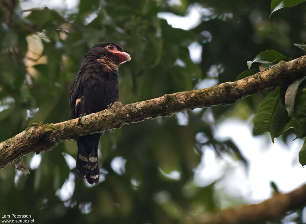 Dusky Broadbilladult, close-up portrait, pigmentation