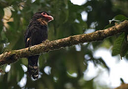 Dusky Broadbill