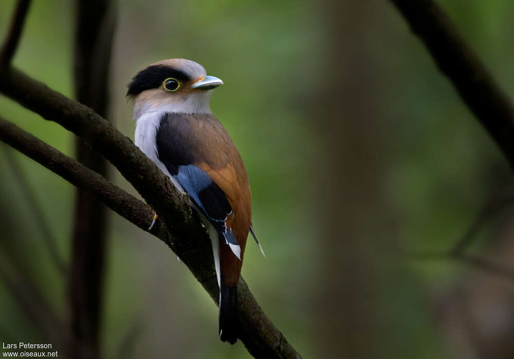 Silver-breasted Broadbilladult, identification