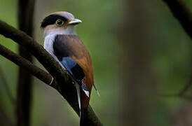 Silver-breasted Broadbill