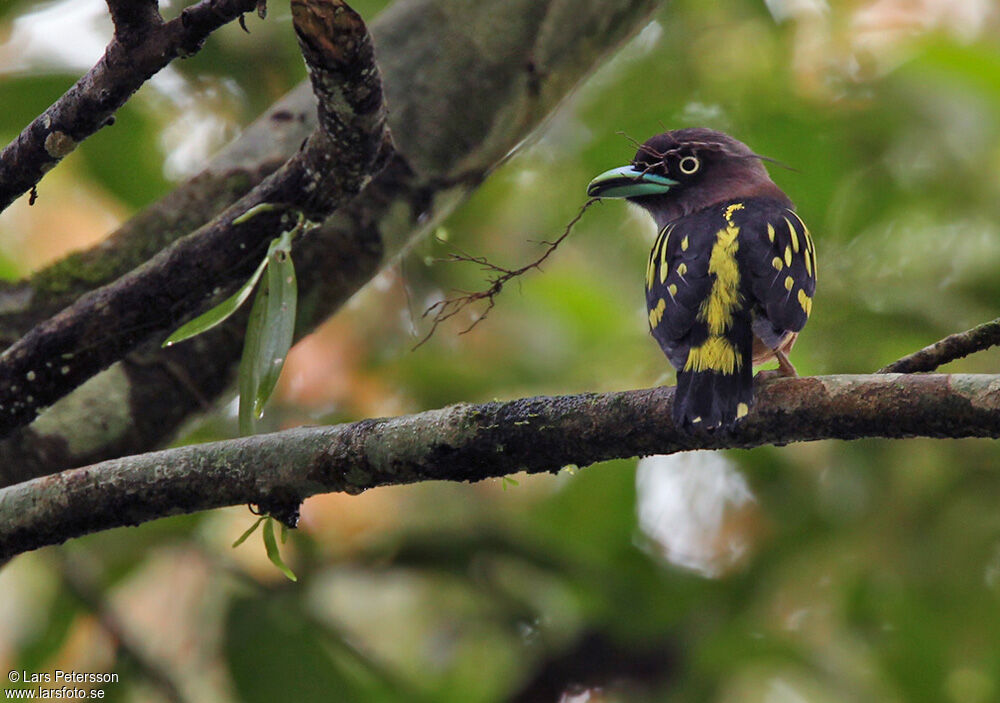 Banded Broadbill