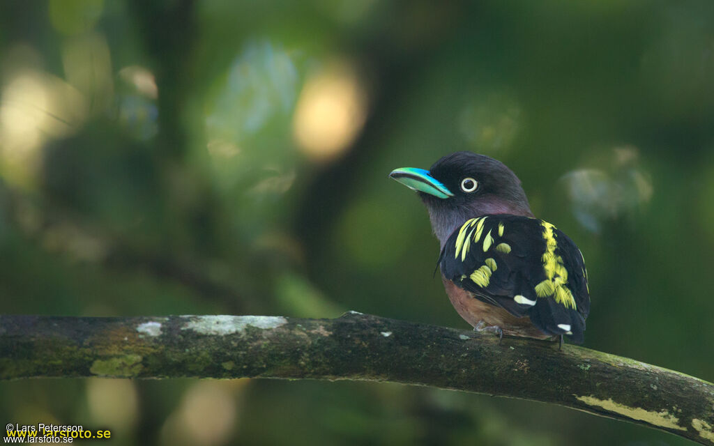 Banded Broadbill