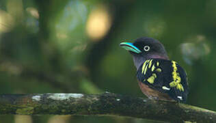 Banded Broadbill