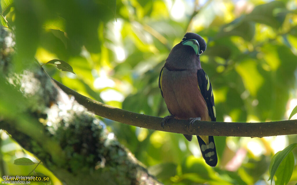 Banded Broadbill