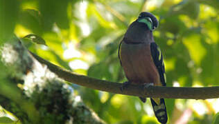 Banded Broadbill