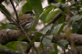 African Broadbill