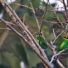 Eurylaime psittacin