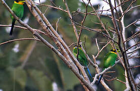 Long-tailed Broadbill