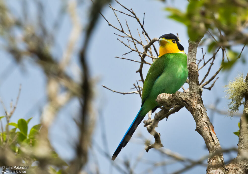 Long-tailed Broadbill