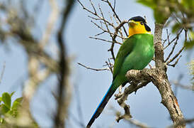 Long-tailed Broadbill