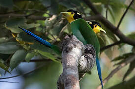 Long-tailed Broadbill