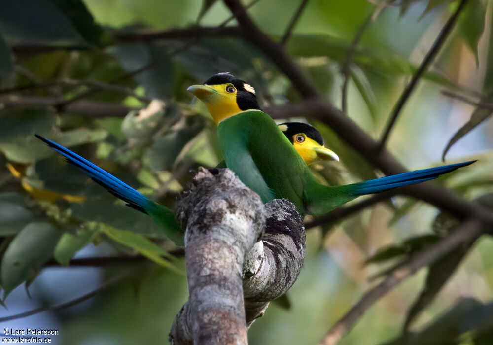 Long-tailed Broadbill