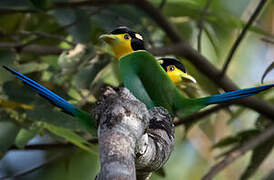 Long-tailed Broadbill