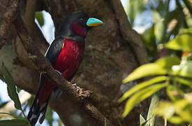 Black-and-red Broadbill